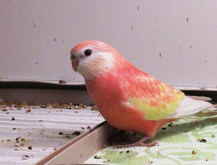 Розовобрюхий Розелла