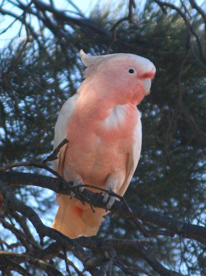 Розовобрюхий попугай и волнистый