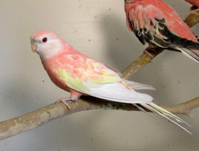 Попугай баурка розовый