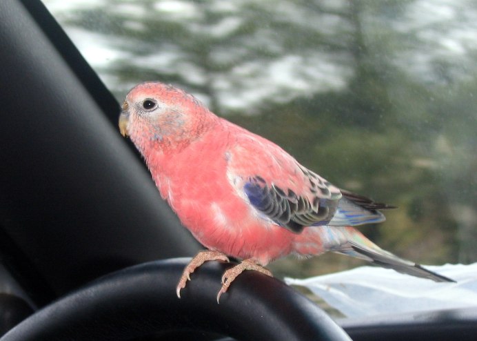 Неразлучники попугаи бирюзовые