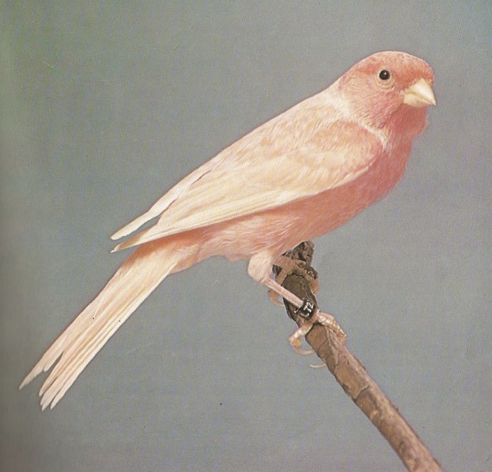 Нежные попугаи обои