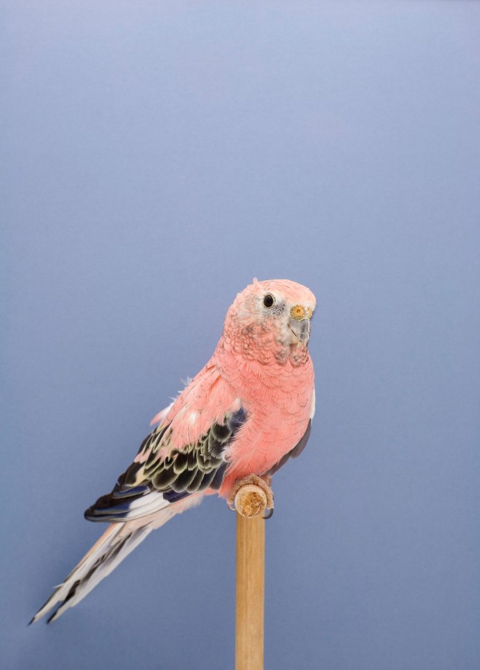 Розовобрюхий попугайчик