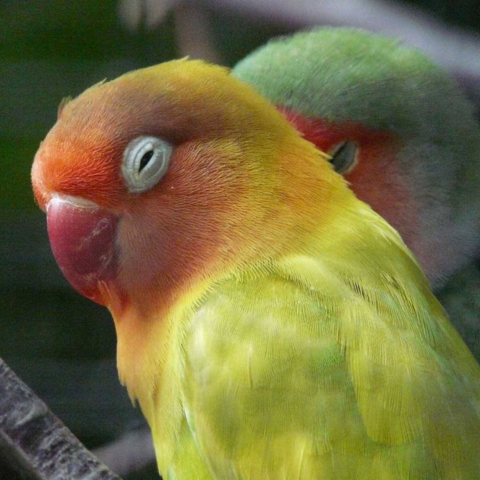 Ожереловые неразлучники