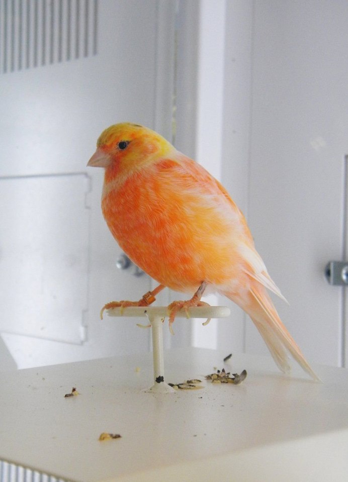 Попугай здоровается