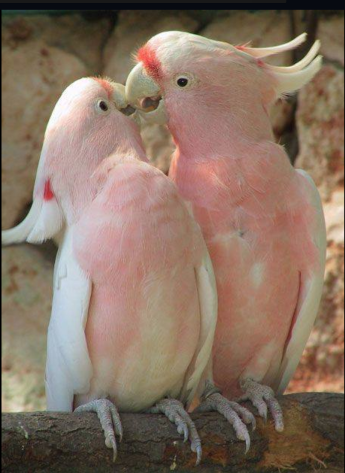 Розовый волнистик