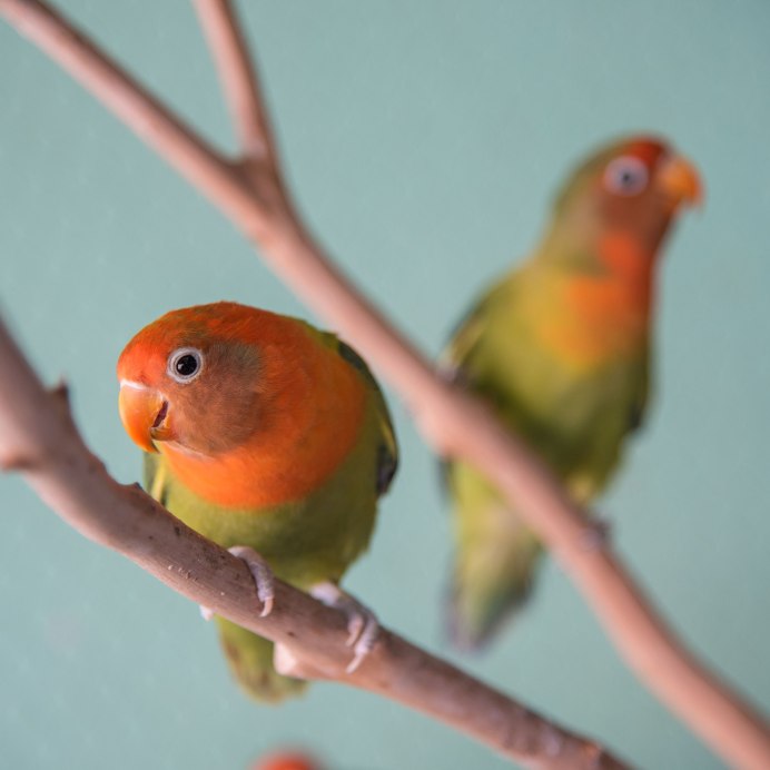 Попугаи неразлучники персиковые