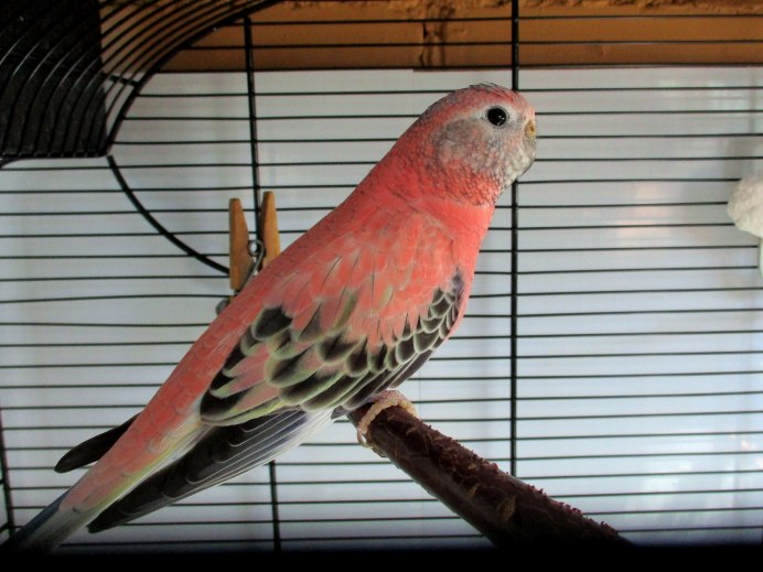 Мраморные попугайчики