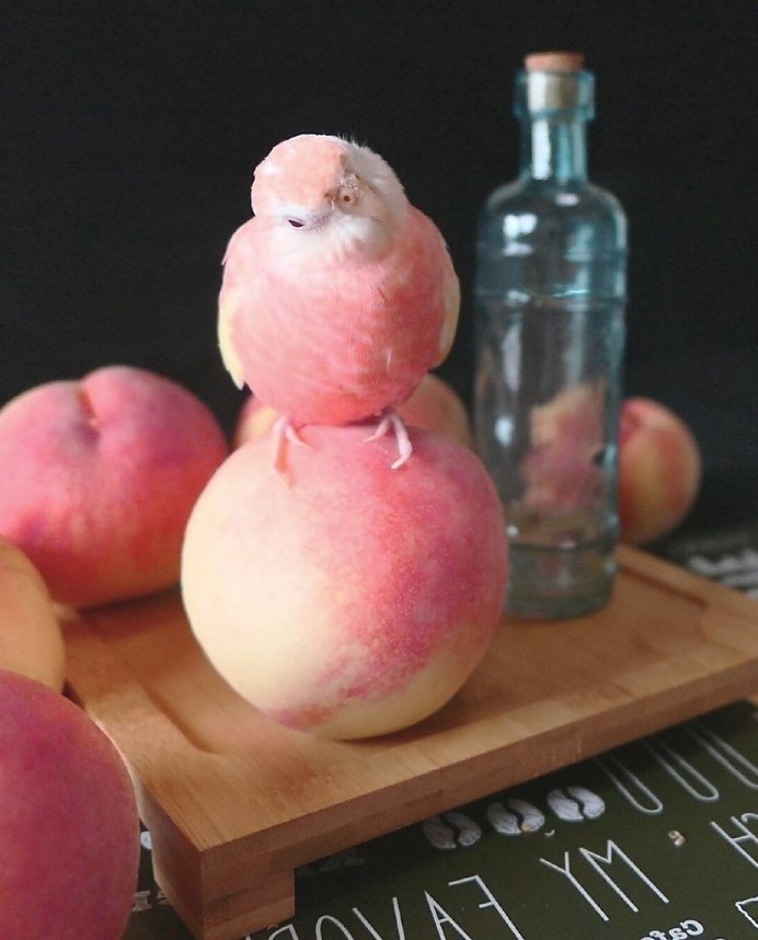 Персиковый попугайчик