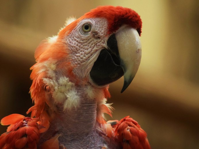 Попугай Карудо