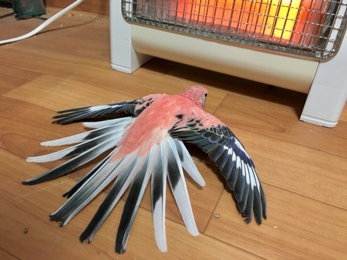 Розовобрюхий травяной попугай