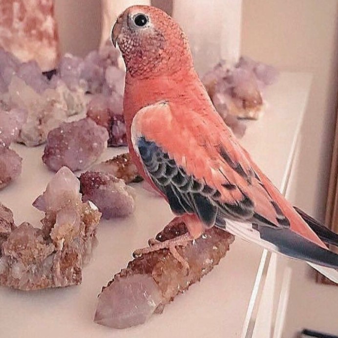 Канарейка Мандариновая