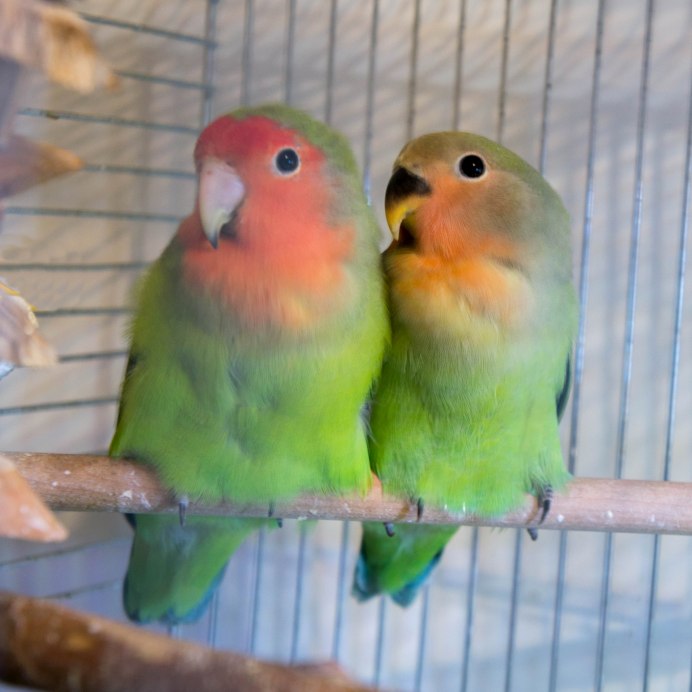 Попугаи неразлучники розовые