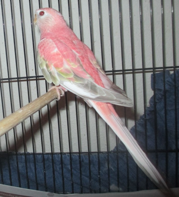 Ара и волнистый попугай