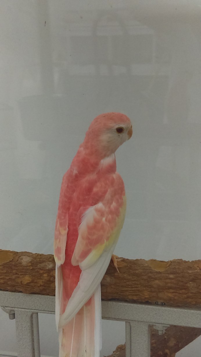 Боурка попугай