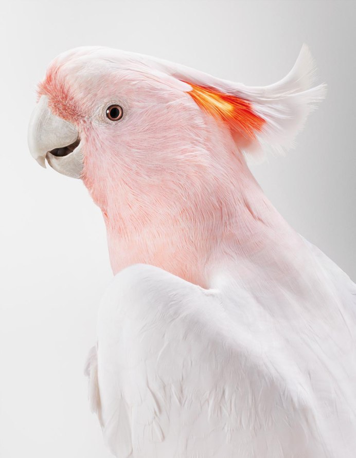 Попугай Какаду Инка