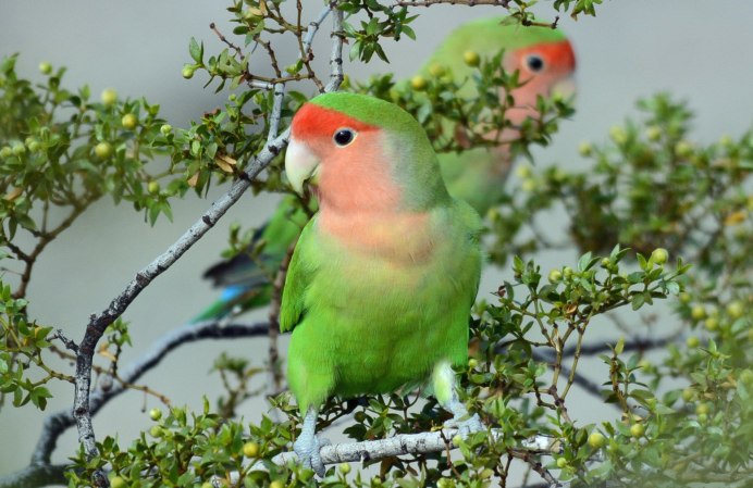 Птичка кенар