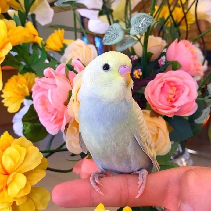 Попугаи , канарейки и амадины