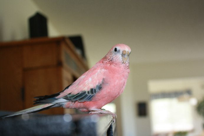 Розовобрюхий травяной попугайчик