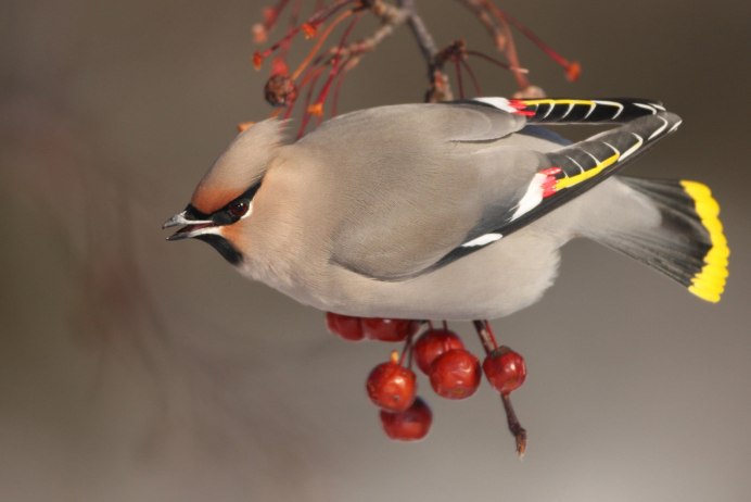 Щегол (Carduelis Carduelis)