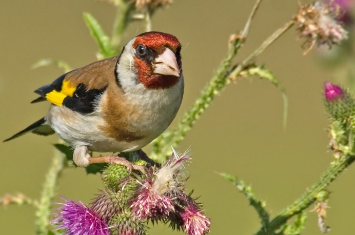 Щегол черноголовый Carduelis Carduelis