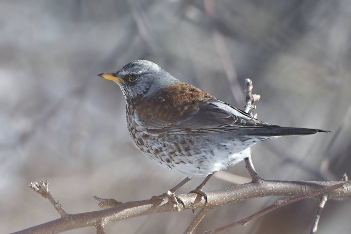 Дрозд-деряба (turdus viscivorus)