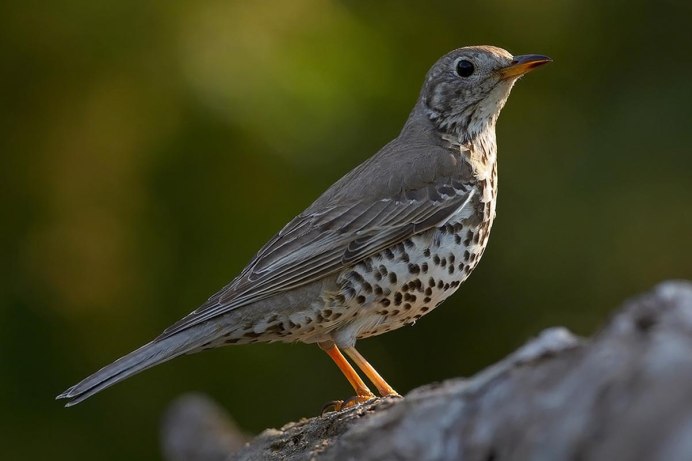 Дрозд-деряба (turdus viscivorus)