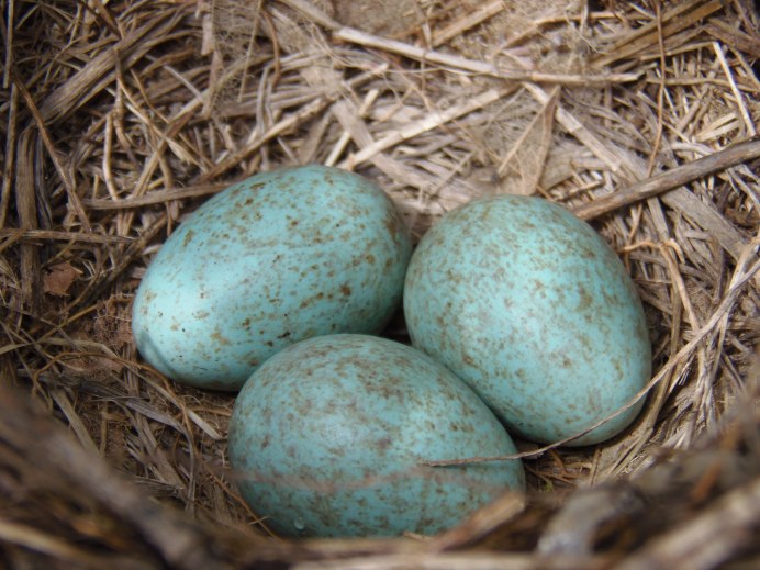 Beak Egg