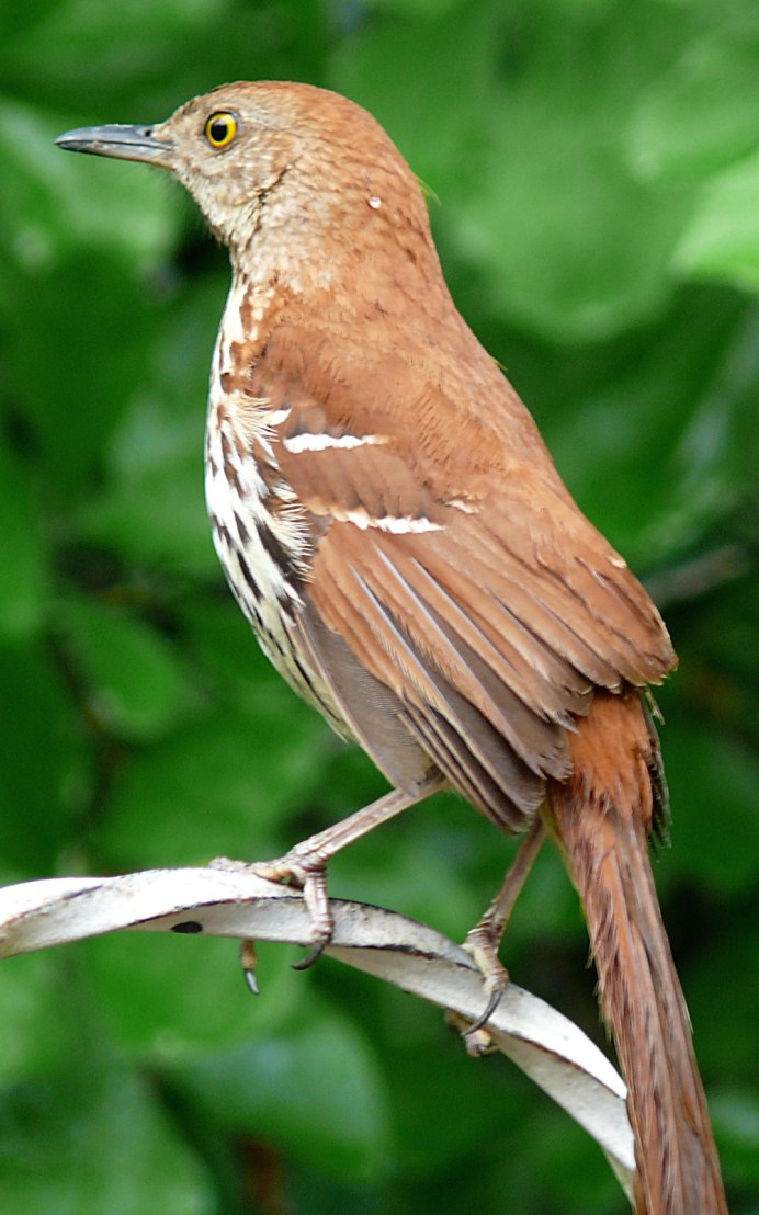 Brown Thrasher птица