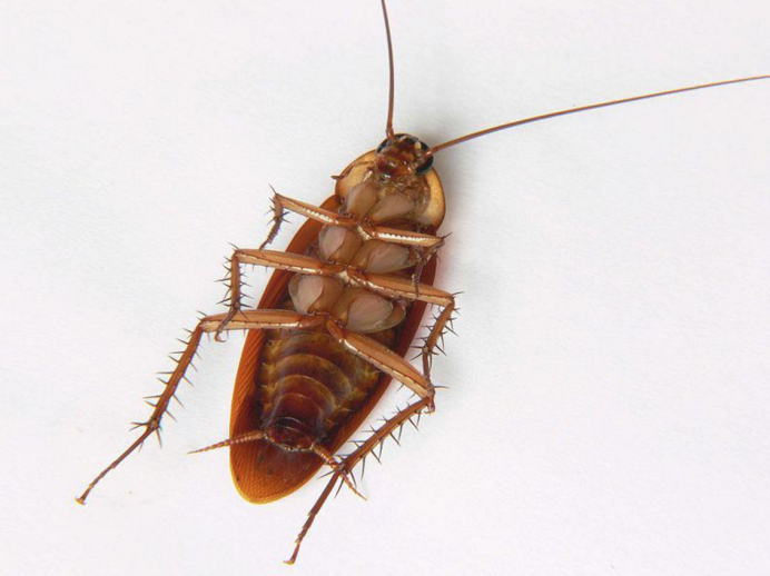 Таракан Megaloblatta longipennis