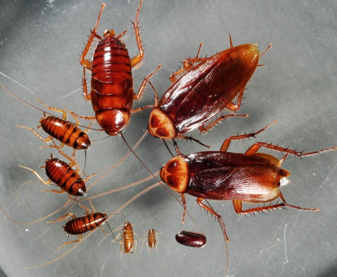 Blattella Germanica таракан