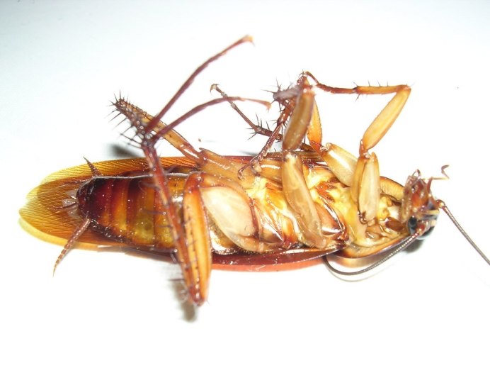 Gromphadorhina oblongonata