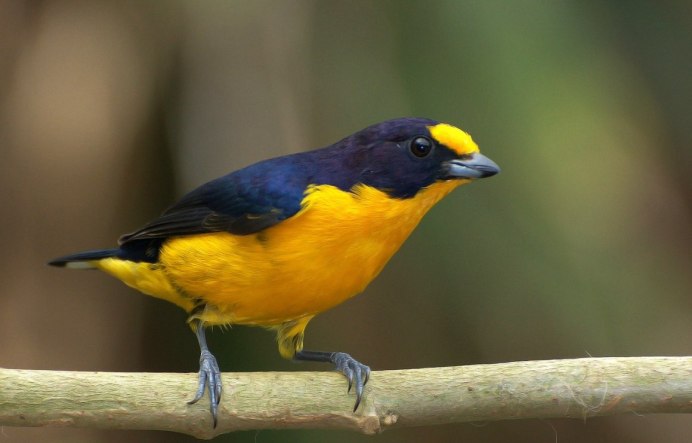 Китайская черноголовая Иволга