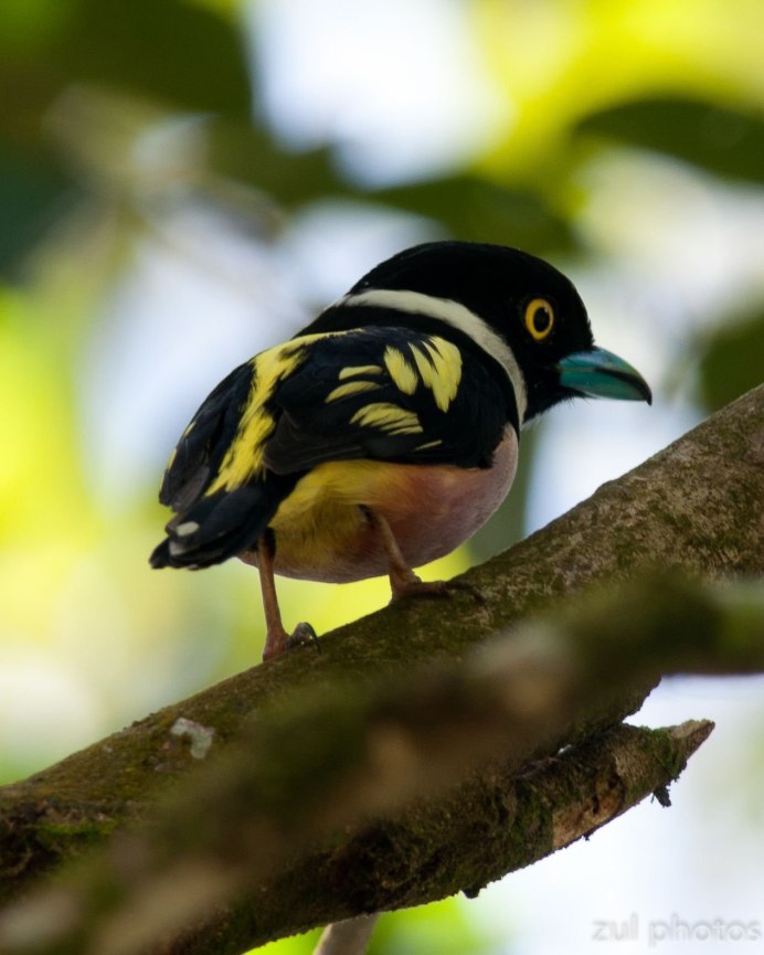 Черная птица с желтой грудкой