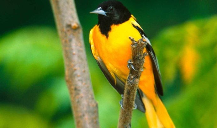 Балтиморская Иволга