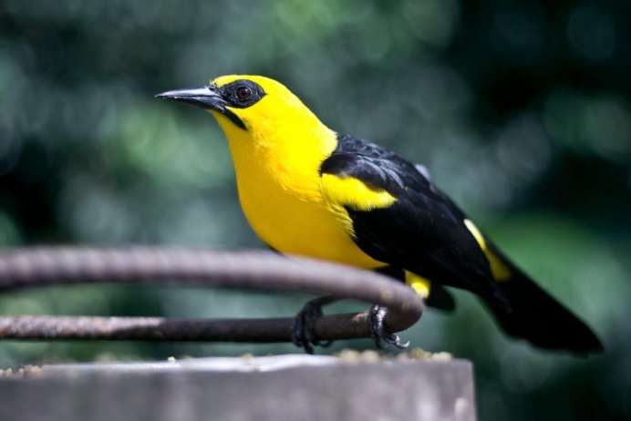 Желтая птица