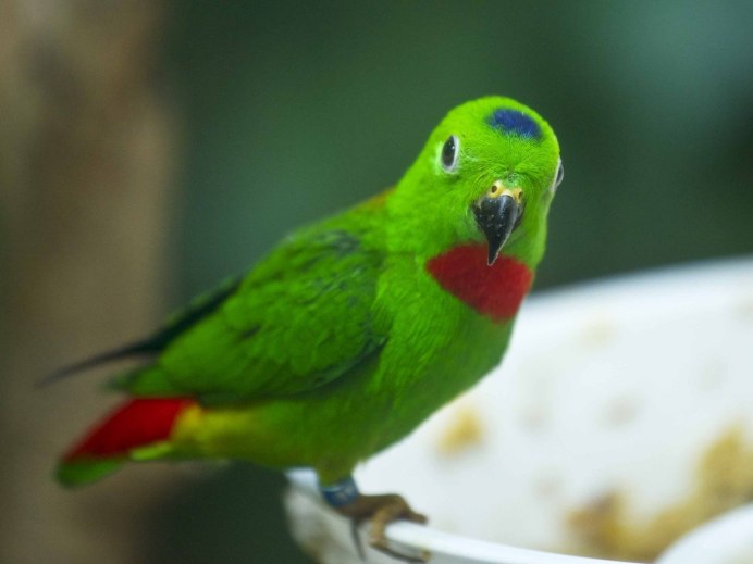 Красный попугай (Red Parrot)