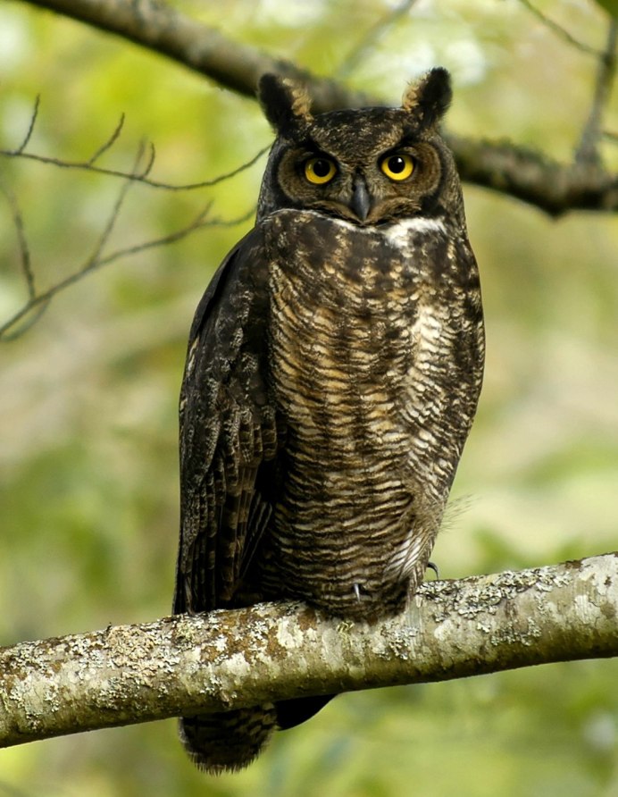 Strix leptogrammica