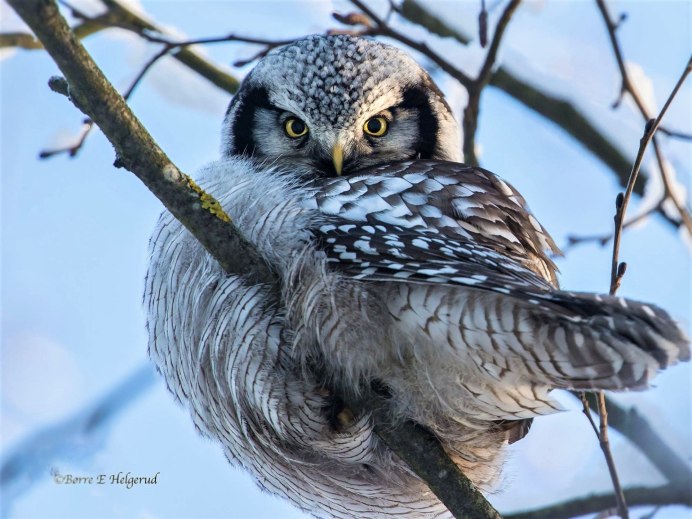 Воробьиный сычик (Glaucidium passerinum)