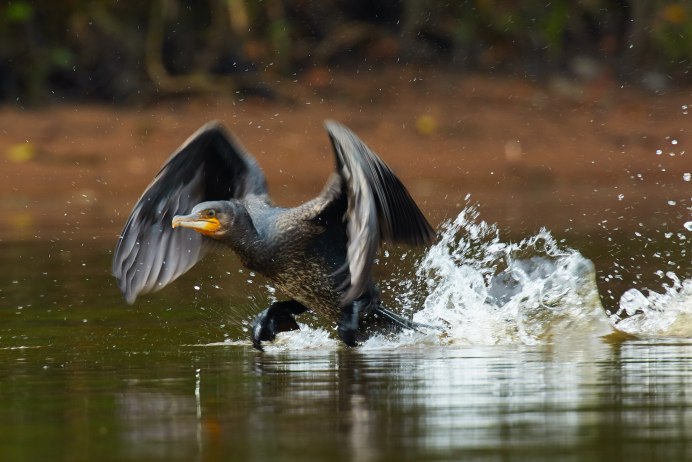 Phalacrocorax Carbo