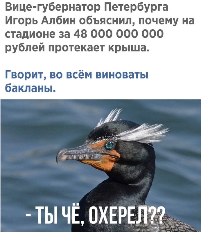Альбатрос птица в Санкт-Петербурге