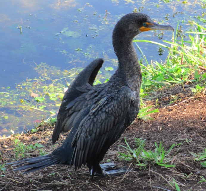 Хохлатый Баклан Phalacrocorax Aristotelis