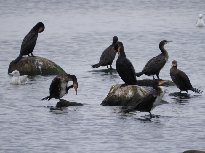 Phalacrocorax featherstoni