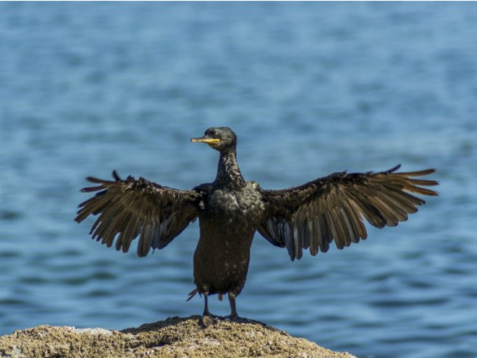 Kormoran Bird
