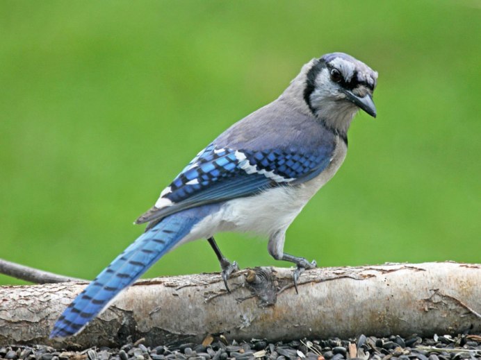 Cyanocitta cristata