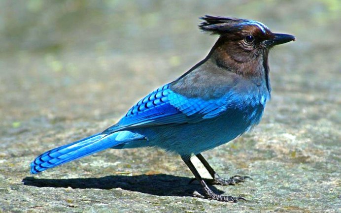 Cyanopica Cyana