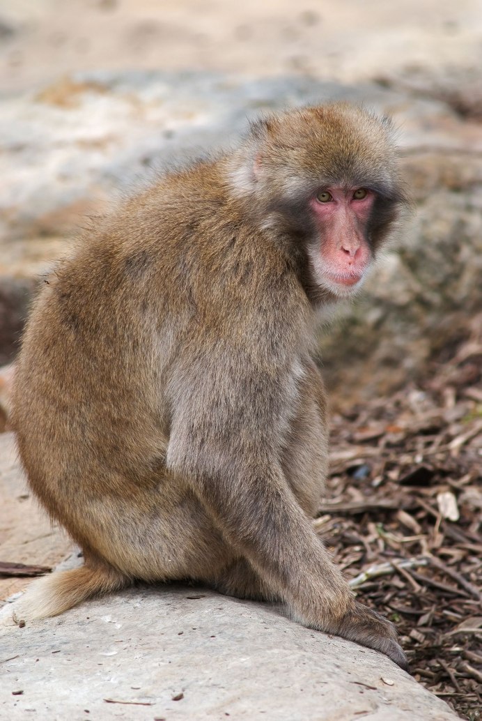 Мандрил Король Лев