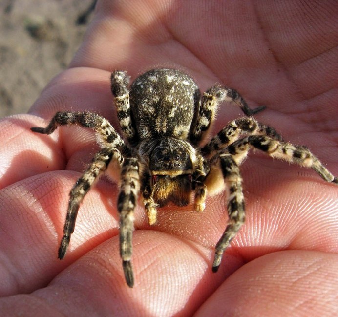Тарантул Lycosa Narbonensis