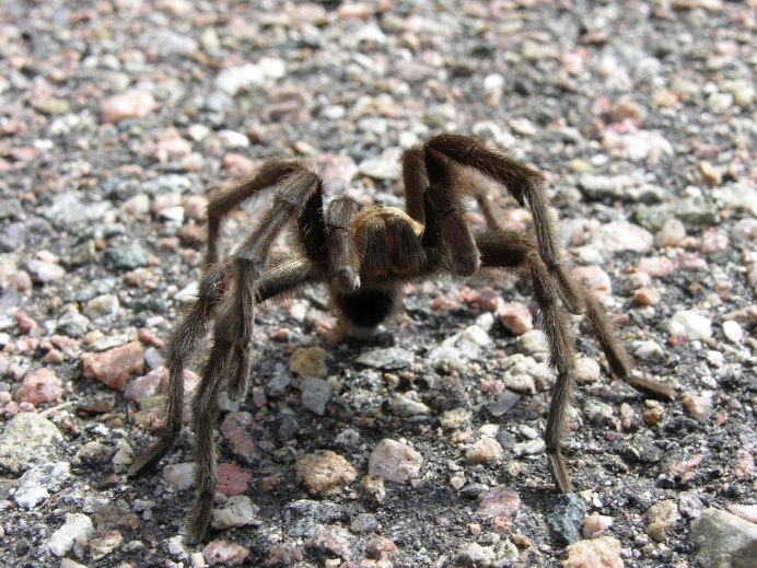 Pardosa amentata