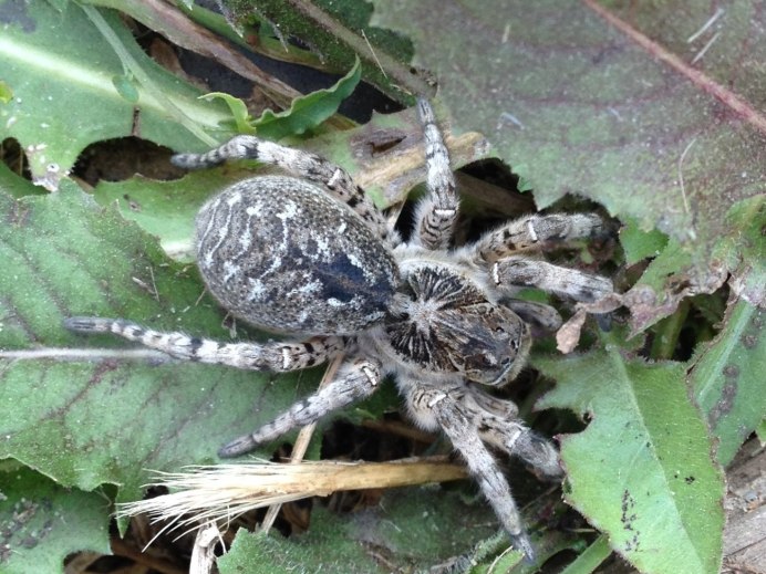 Паук Gnaphosidae Zelotes