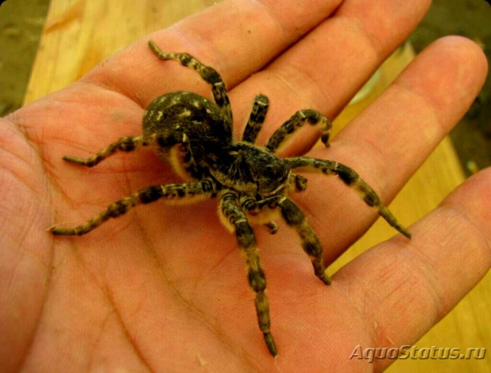 Тарантул Lycosa singoriensis
